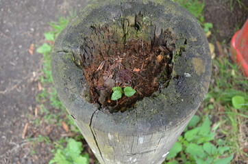 sprout in a trunk