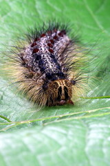 Schwammspinner, Raupe, Nachtfalter