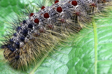 Schwammspinner, Raupe, Nachtfalter