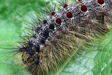 Schwammspinner, Raupe, Nachtfalter