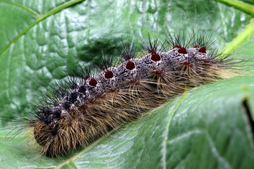 Schwammspinner, Nachtfalter-Raupe