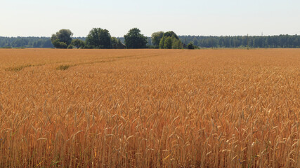 Large field with ripe wheat shortly before harvest. Cereal culture