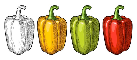 Whole red, green, and yellow sweet bell peppers. Vintage hatching vector illustration. - obrazy, fototapety, plakaty