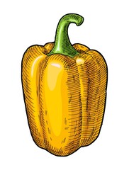 Whole yellow sweet bell peppers. Vintage hatching vector illustration.