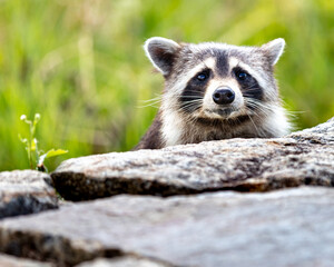 Cute Raccoon Face Peering Over a Rock with a Green Forrest Background