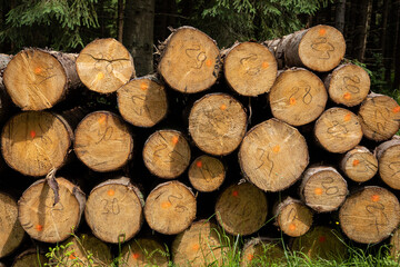 A pile of cut pine tree logs laying on the grass in the forest, Poland. 