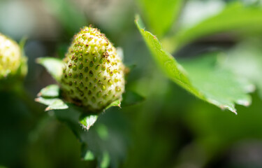 Close up of unripe white strawberry on a plant grown in a home garden. 