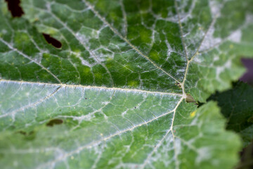 Close Up of Vegetable Garden Squash Leaf with Powder White Mildew Disease.