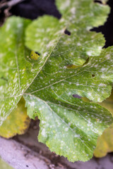 Vegetable Garden Squash Leaf with Powder White Mildew Disease.