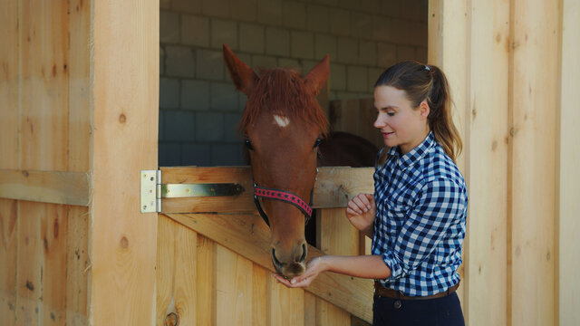 Female horse owner feeding her dark bay horse out of her hand. The horse taking out its head from inside the stall in the horse stable. Taking care of horses and feeding them. - Powered by Adobe