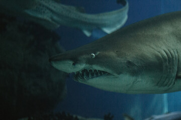 Closeup side view of a great white shark in an aquarium