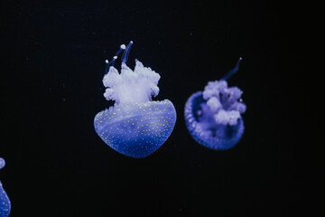 Selective focus shot of a bluish jellyfish in an aquarium against a black background - obrazy, fototapety, plakaty