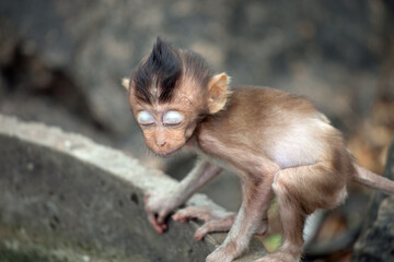 可愛いサル