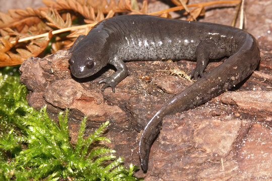 Closeup shot of a Small-mouthed salamander on a rocky surface