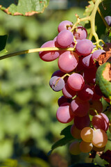 Ripe Grapes in Sunny Vine Yard.Grapes growing on the vine.