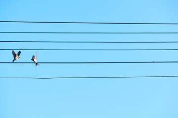 電線と空と燕