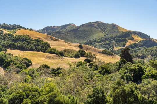 Cambria, CA, USA - June 9, 2021: Forested hills in Back country with patches used for ranching under blue sky. 