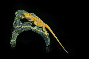 bearded dragon on ground with blur background