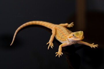 bearded dragon on ground with blur background