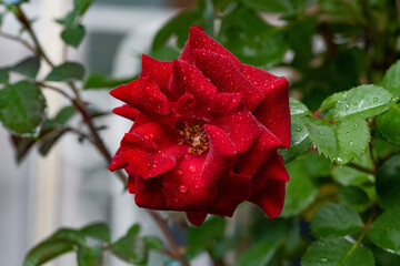 red rose with dew drops