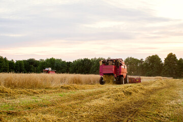 Red combine harvester reaps wheat in the field. Harvest. Agricultural work in the field