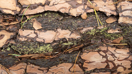 close up of tree bark in camouflage colors with some moss