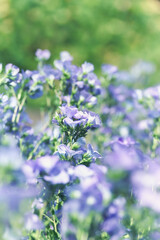 Nature background with spring flowers. Selective and soft focus.	