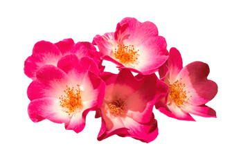Beautiful bright pink musk roses (Balerina) close up on white isolated background