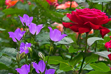 Bright beautiful red rose and purple bells close-up in a flower garden on a sunny day