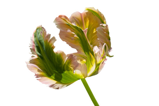 One colorful pink yellow green parrot tulip close up on white isolated background