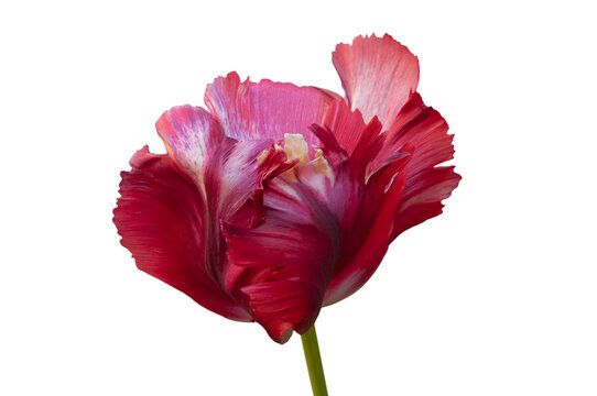 One colorful pink red parrot tulip close up on white isolated background
