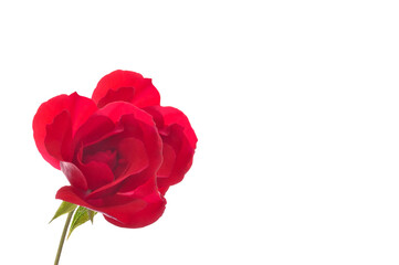 One beautiful red rose close up on a white isolated background with place for text