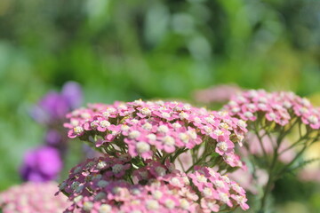 yarrow flowers in the garden
