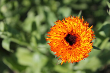 orange flower in the garden