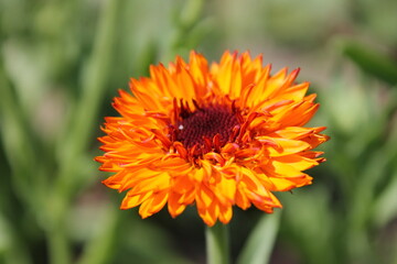 orange flower in the garden
