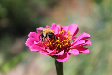 bumblebee on flower