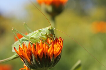 grasshopper on a flower