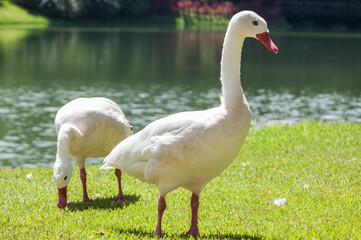 two white geese