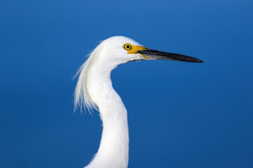 Closeup of a Snowy Egret walking by at very close range against the blue background of lake waters.