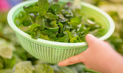 Female hand choosing the fresh vegetable for an ingredient of cooking and preparing to pay at the local market.