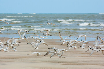 Terns flying on the beach with sea