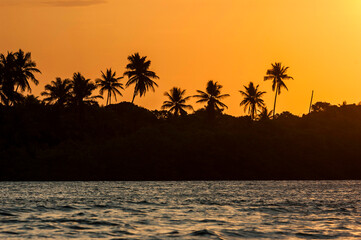 silhouette of coconut trees