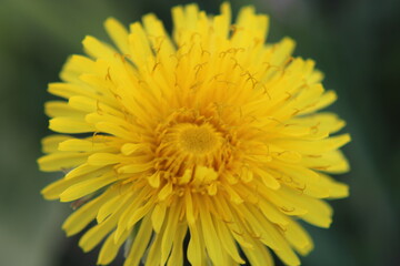 Uk Garden Flowers