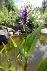 Herzblättriges Hechtkraut (Pontederia cordata) blühend