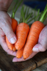 Young organic carrot with tails. Carrots in the hands.