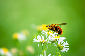 コガネオオハリバエ