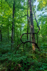 The Forest on Hemlock Falls Trail, Fall Creek Falls State Park, Tennessee