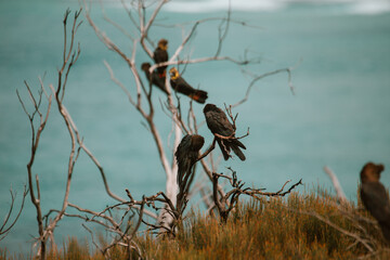 Glossy Black Cockatoo sitting in a tree