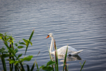 Obraz premium swan on the lake