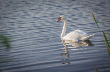 Fototapeta premium swan on the lake